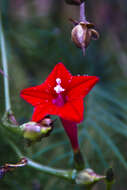 Image of Cypress Vine