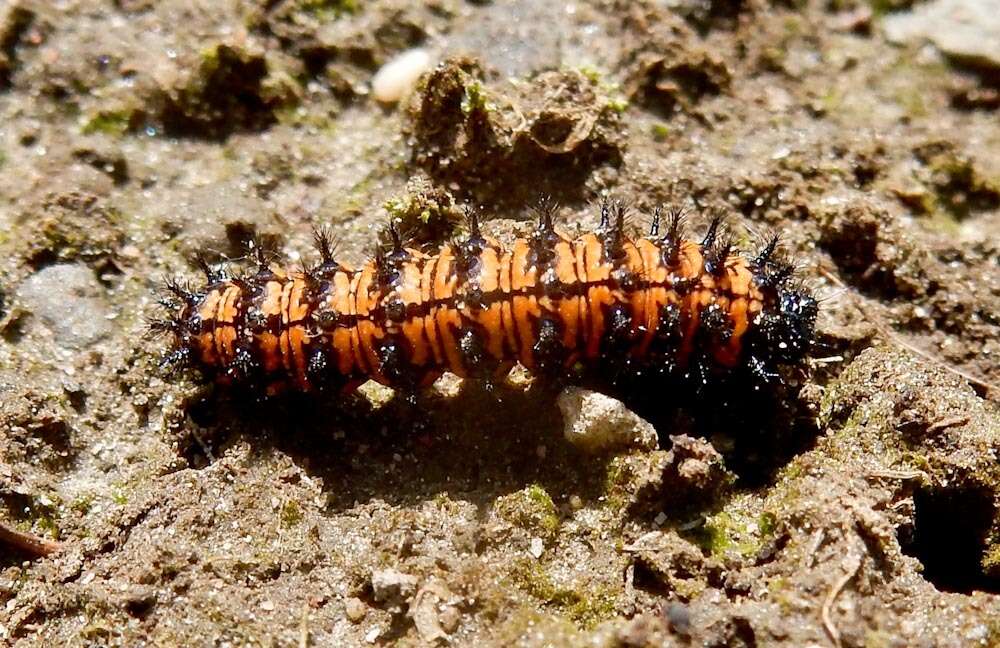 Image of Baltimore Checkerspot