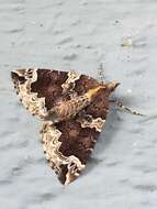 Image of Northwestern Phoenix Moth