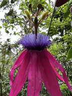 Image de Passiflora longipes A. Juss.