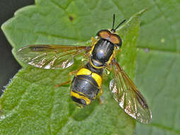 Image of Chrysotoxum bicinctum (Linnaeus 1758)