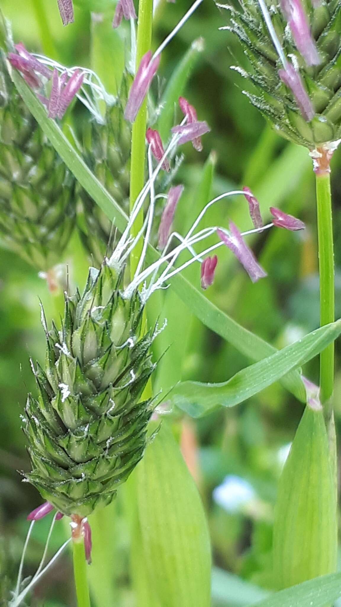 Image of Rendle's meadow foxtail