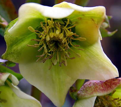 Image of black hellebore