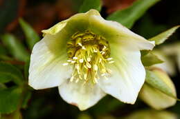 Image of black hellebore