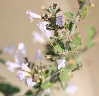 Image of Lesser calamint