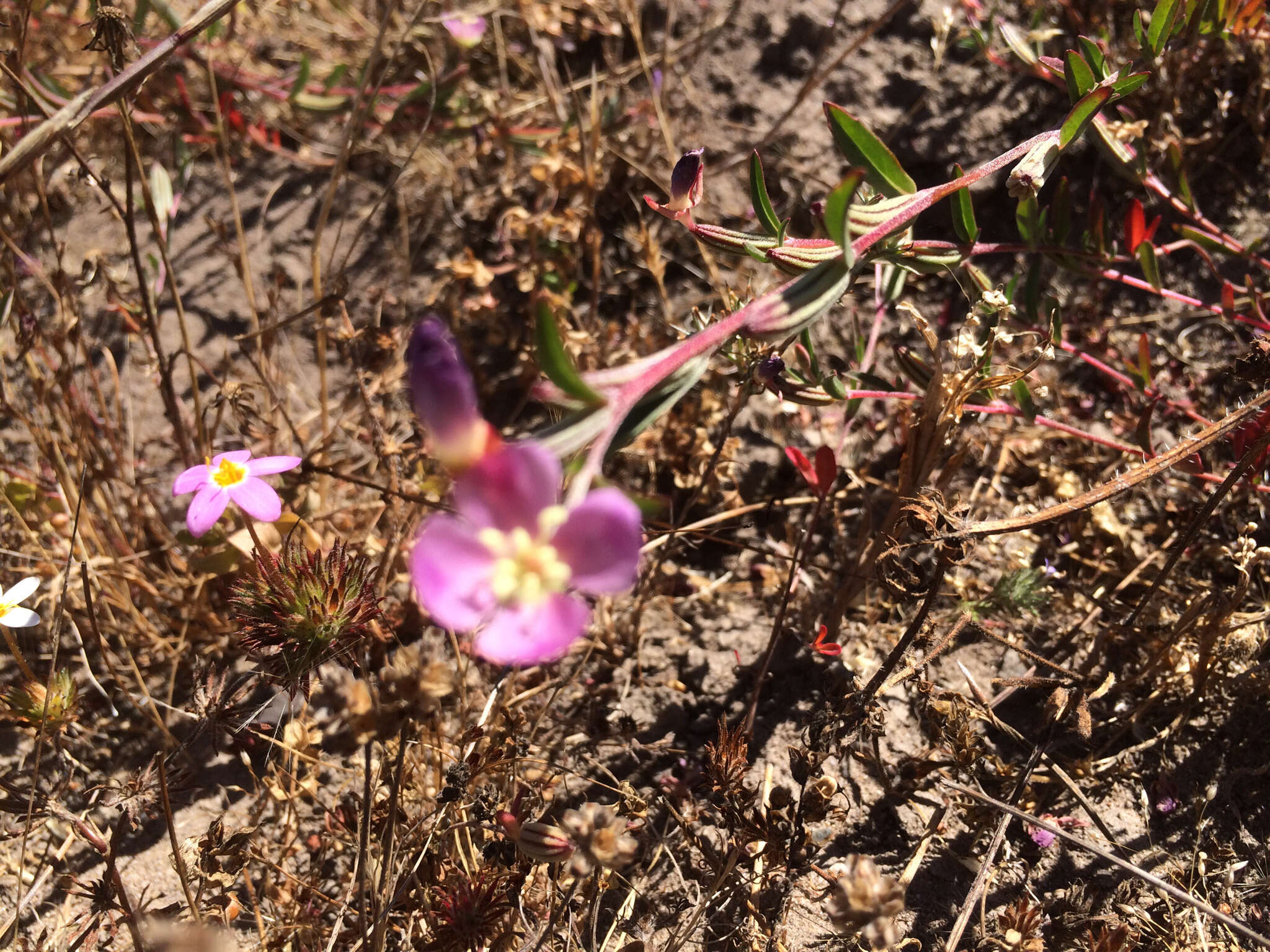 Plancia ëd Clarkia davyi (Jepson) H. & M. Lewis