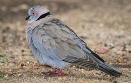 Image of African Mourning Dove