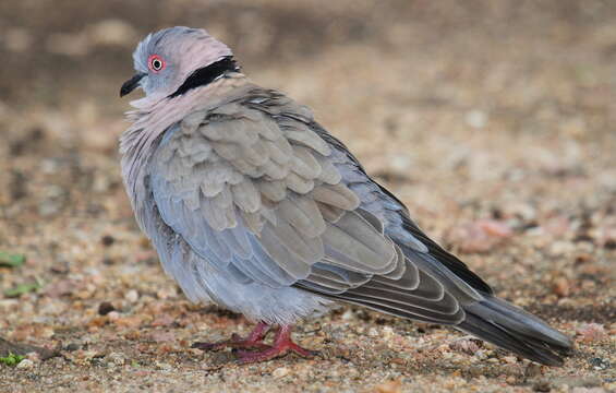 Image of African Mourning Dove