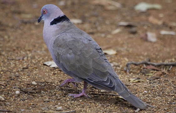 Image of African Mourning Dove