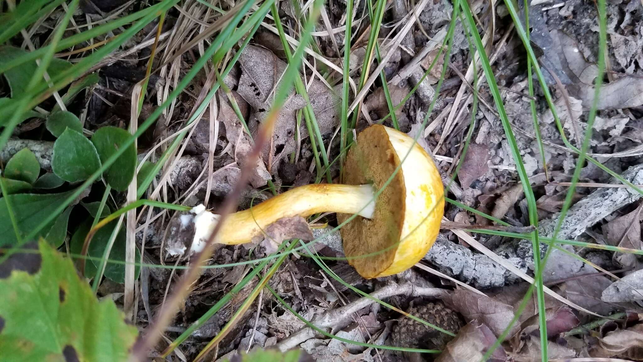 Image of Pulveroboletus curtisii (Berk.) Singer 1947