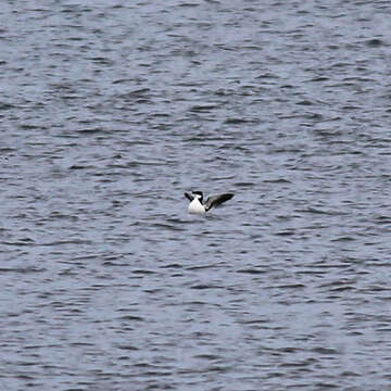 Image of Lesser auk