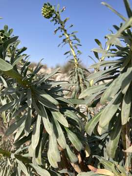 Euphorbia characias subsp. characias resmi