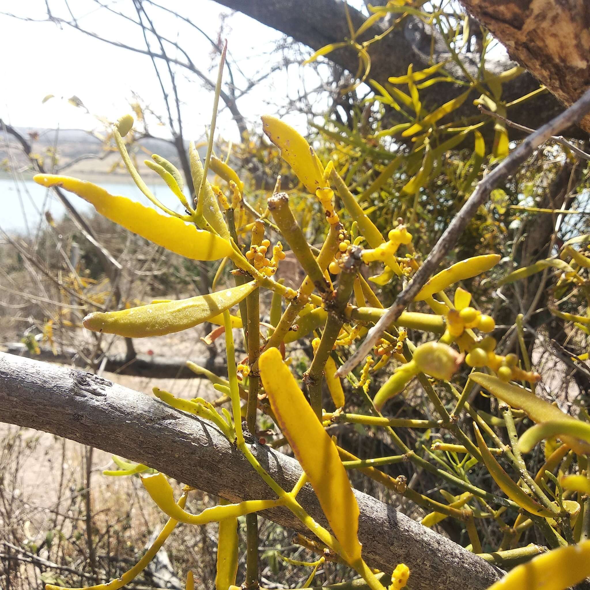 Image of Phoradendron carneum Urb.