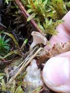 Image of Arrhenia peltigerina (Peck) Redhead, Lutzoni, Moncalvo & Vilgalys 2002