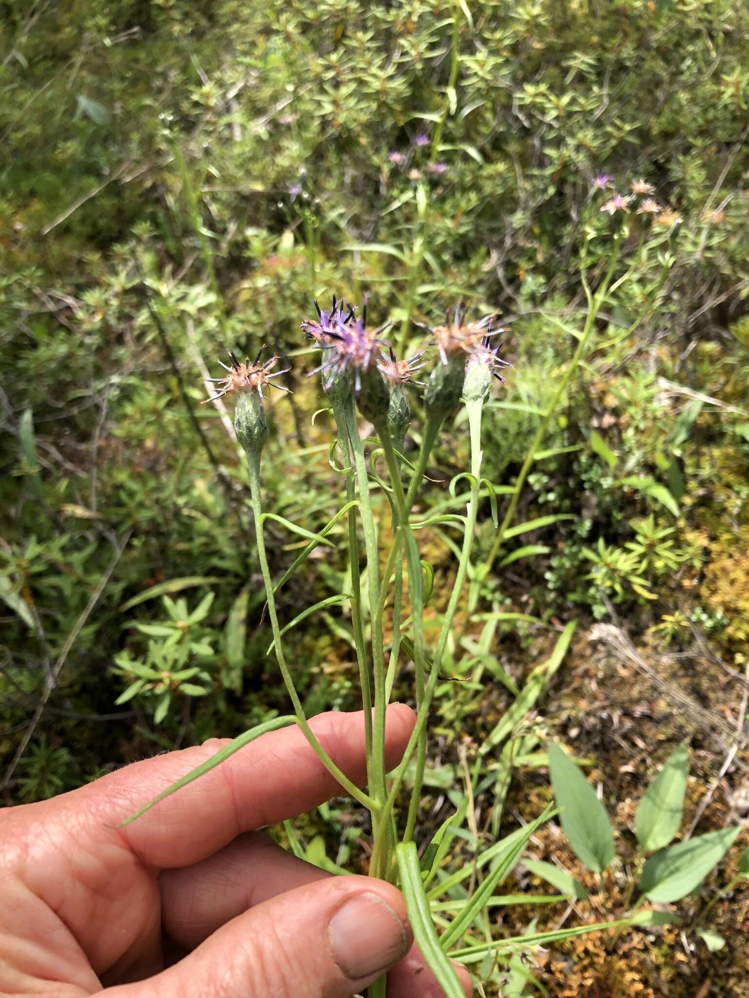 Image of <i>Saussurea <i>angustifolia</i></i> var. angustifolia