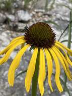 Image of Bush's purple coneflower