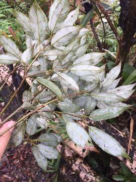 Image of Quercus salicina Blume