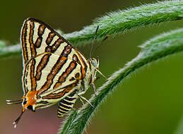 Слика од Cigaritis vulcanus