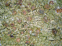 Image of dotted lichen