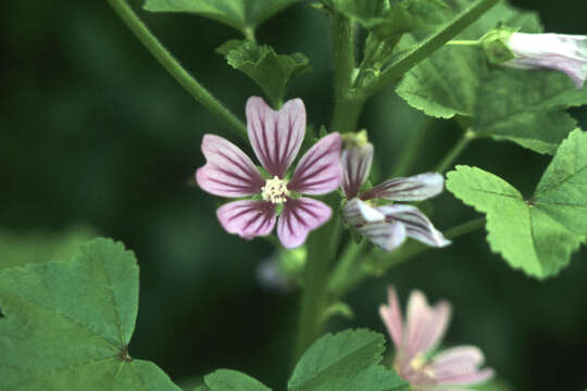 Image of high mallow