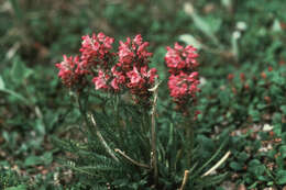 Image of sudetic lousewort