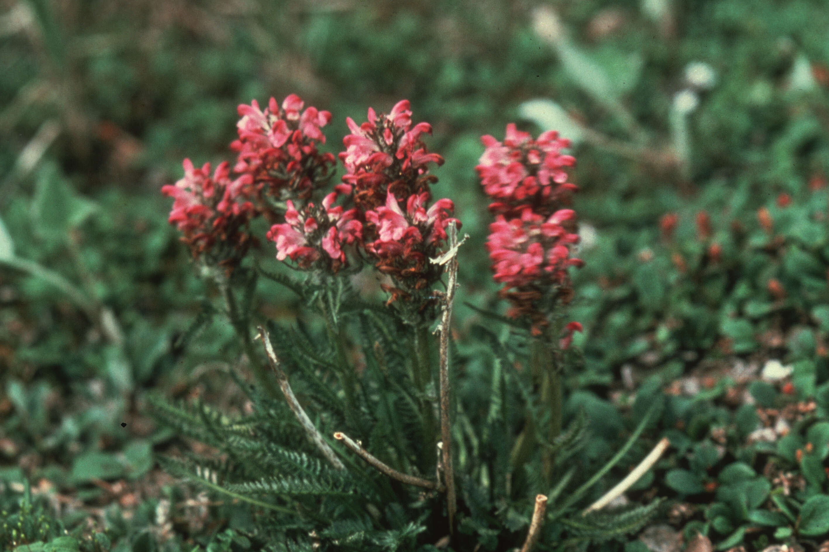 Image of sudetic lousewort