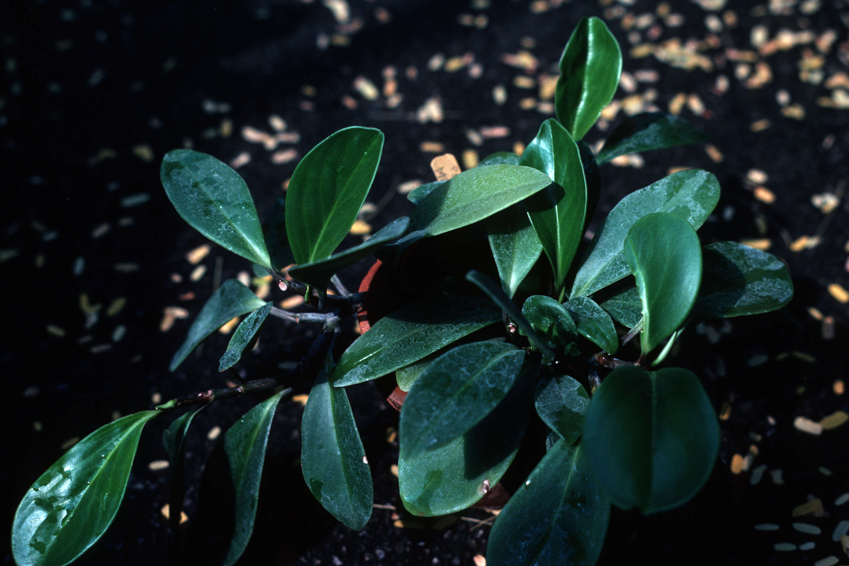 Peperomia obtusifolia (L.) A. Dietr. resmi