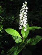 صورة Lysimachia clethroides Duby