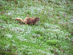 Plancia ëd Marmota olympus (Merriam 1898)