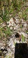 Image of Michaux's Milkweed