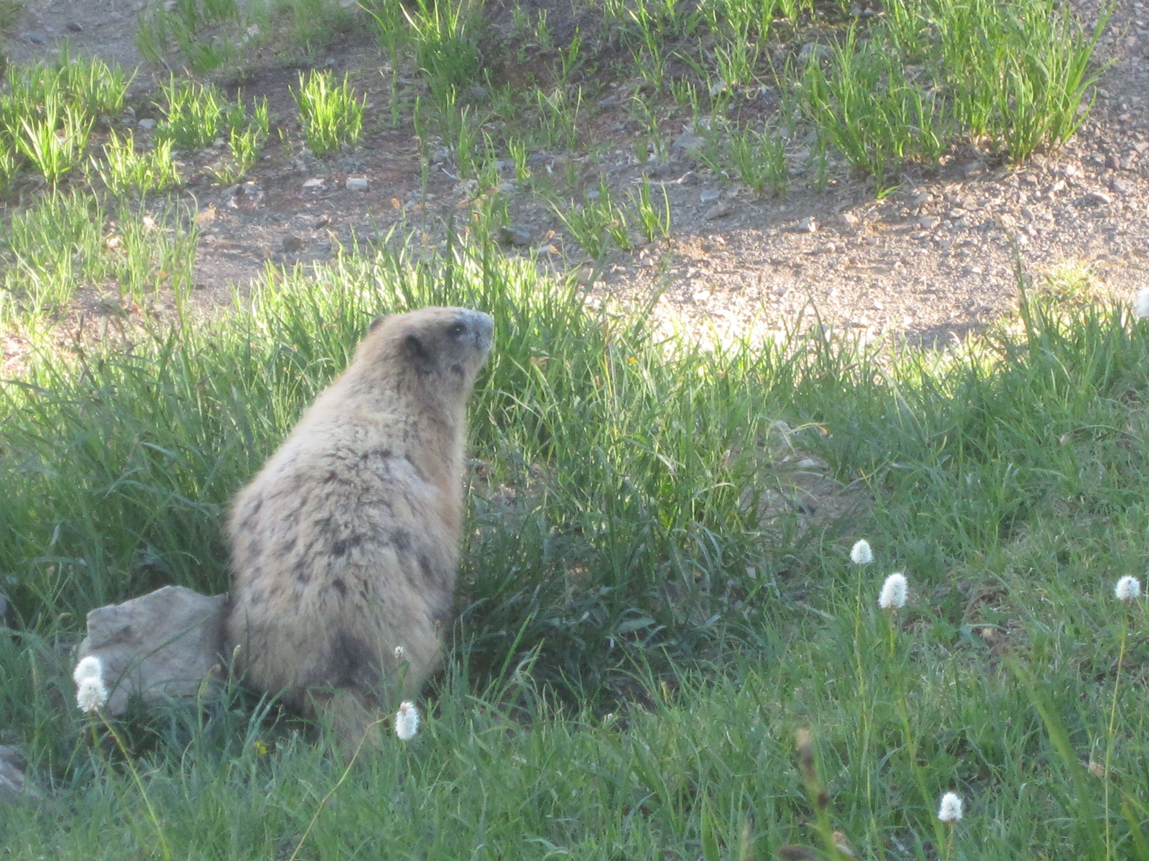 Image of Olympic Marmot