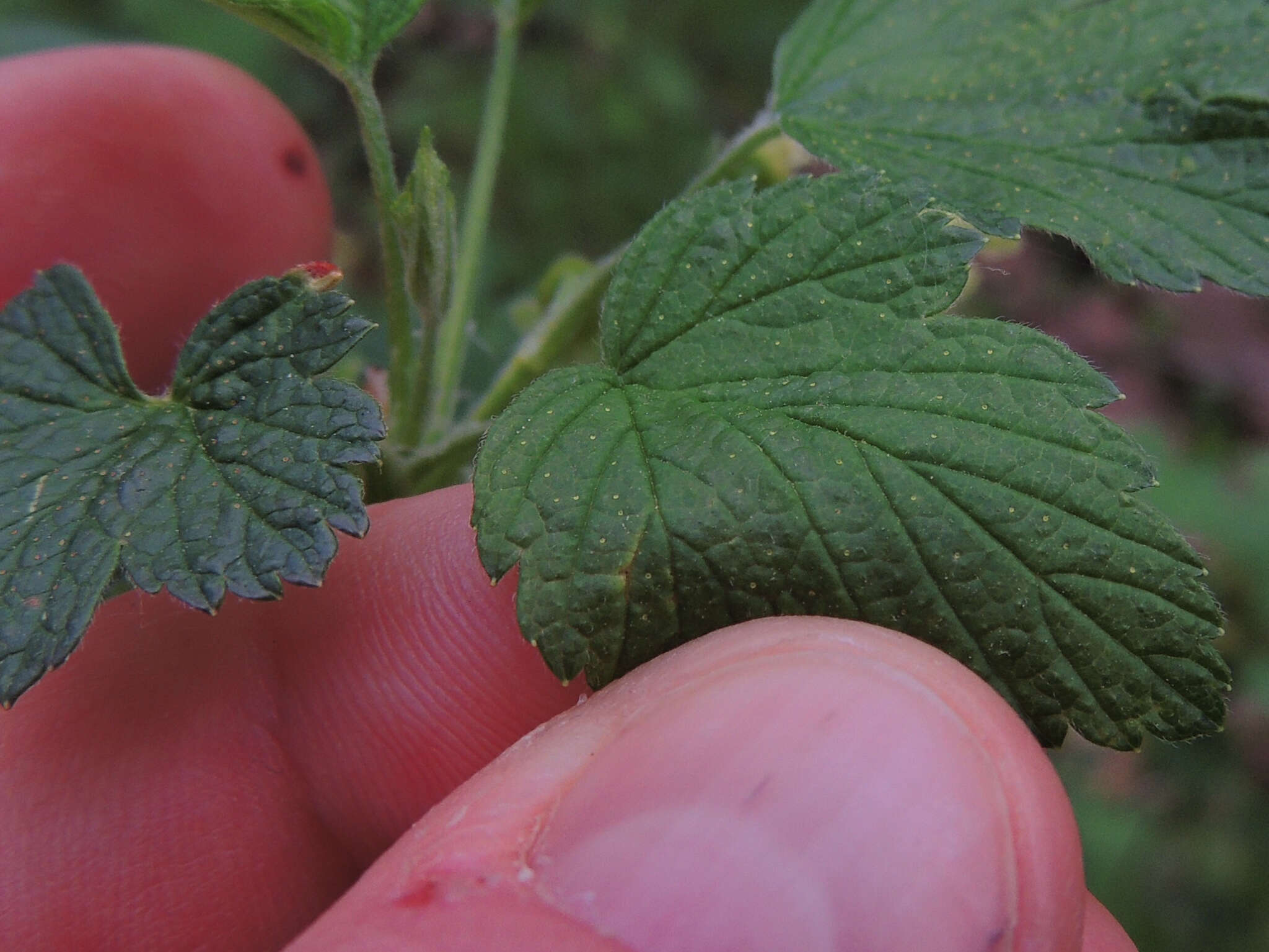 Image of American black currant