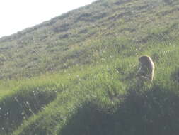 Image of Olympic Marmot