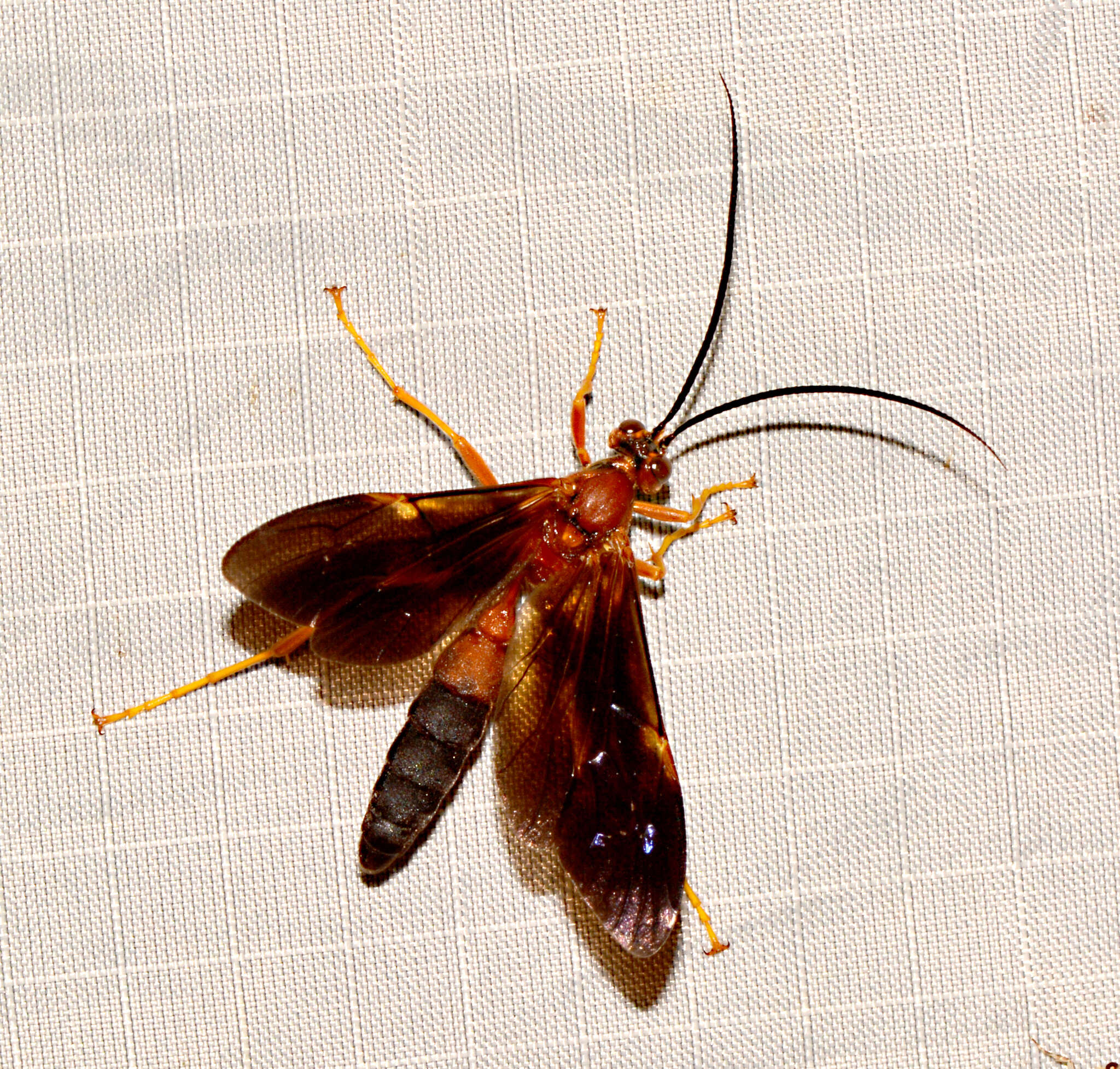 Image of Tmetogaster nubilipennis (Haldeman 1846)