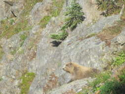 Image of Olympic Marmot