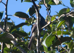 Image of Dark Pewee