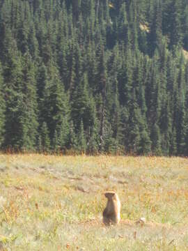 Image de Marmota olympus (Merriam 1898)