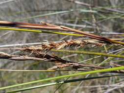 Sivun Gahnia filum (Labill.) F. Muell. kuva