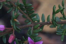 Image of Lovely Boronia