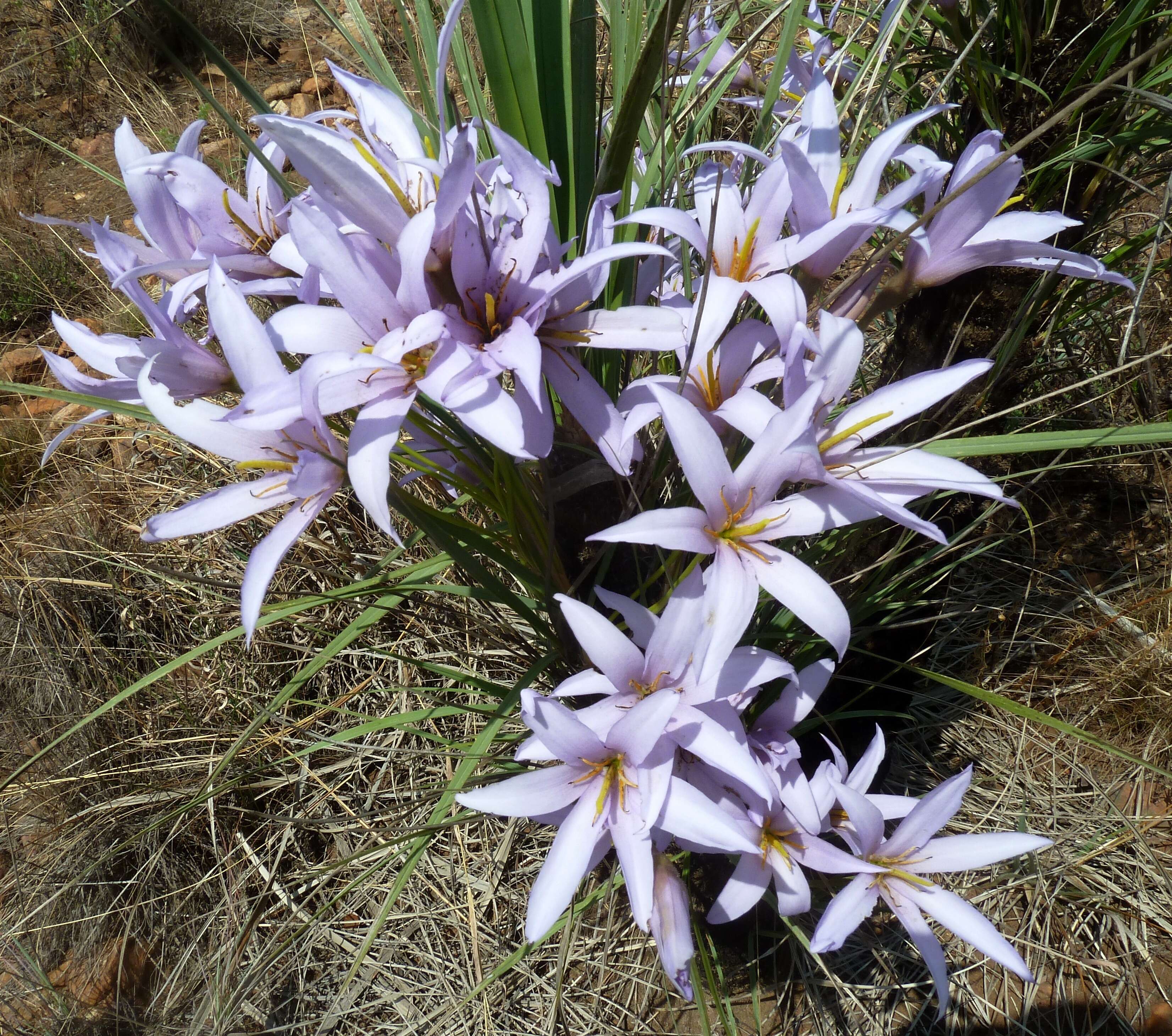 Image of Black-stick lily