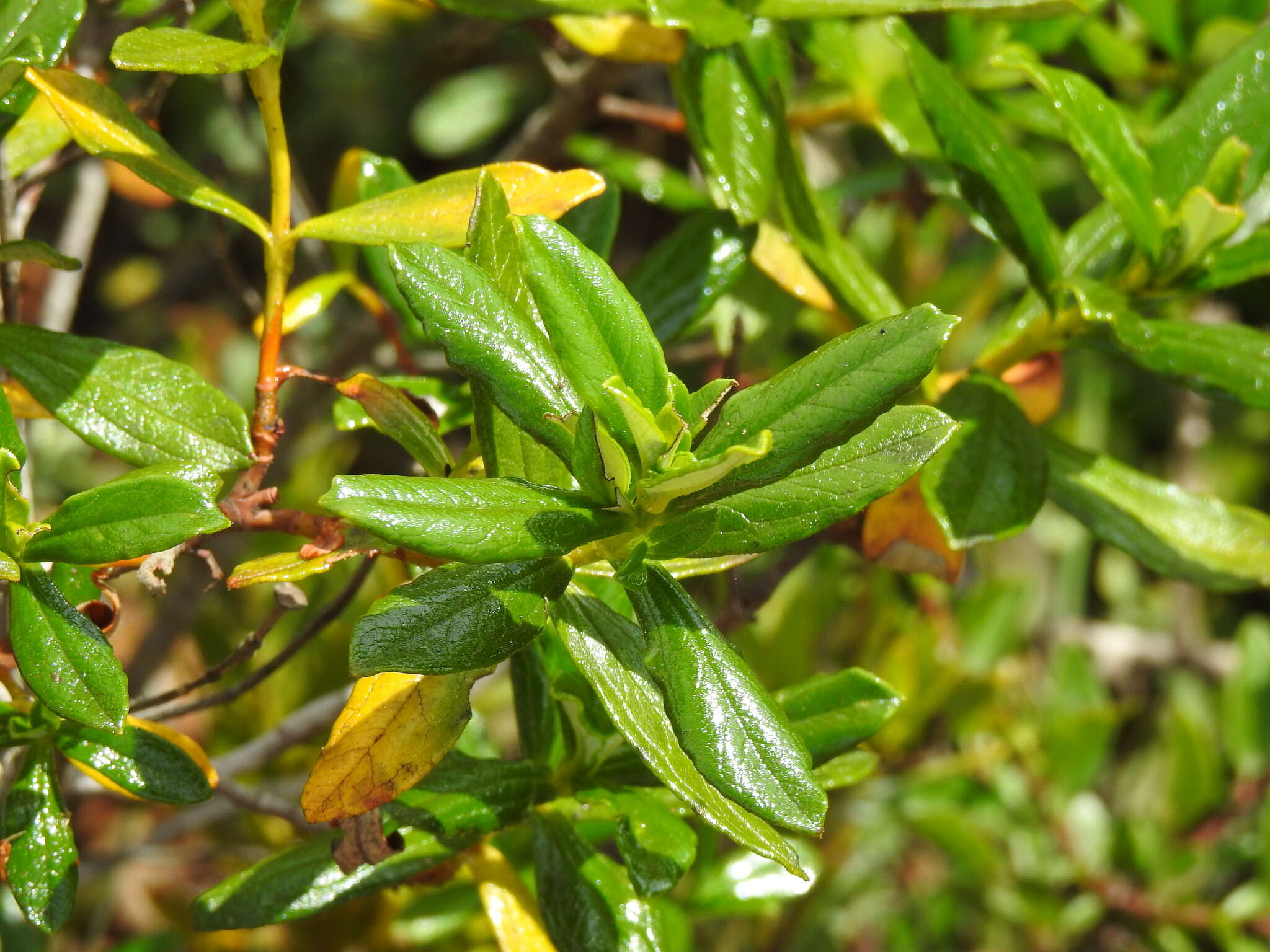 Image of Cistus ladanifer subsp. sulcatus (J. P. Demoly) P. Montserrat