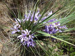 Image of Black-stick lily