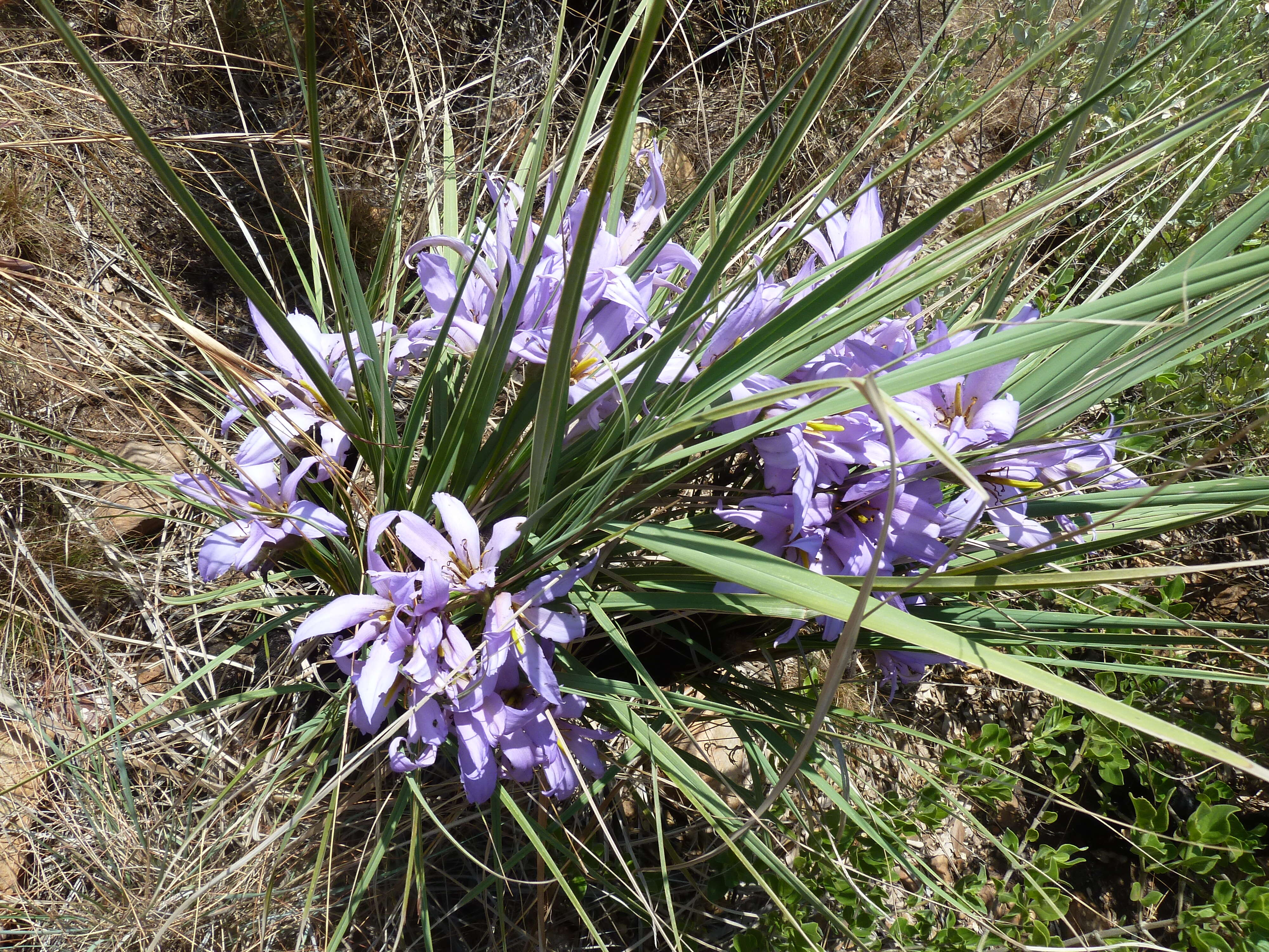 Image de Xerophyta retinervis Baker