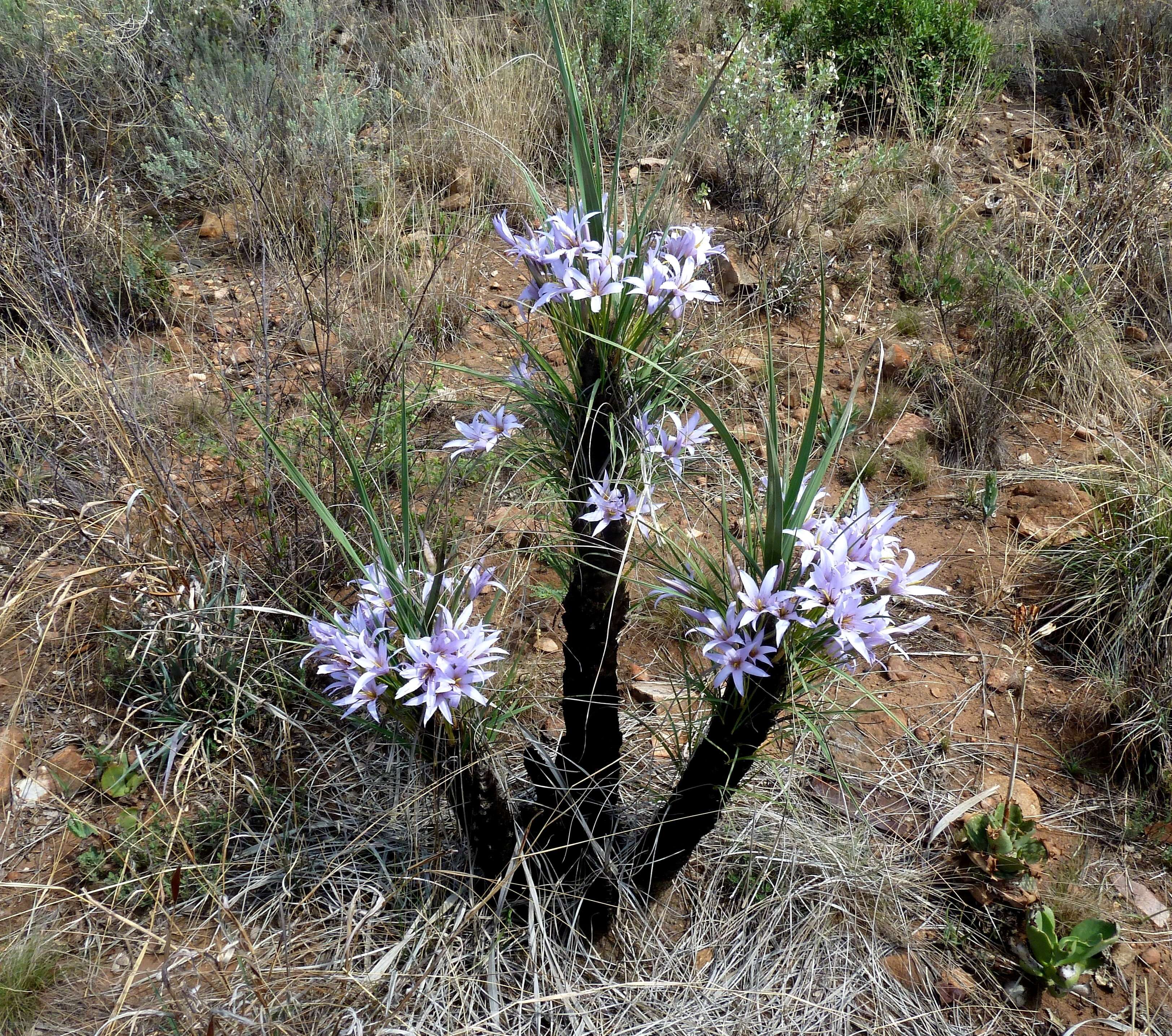 Image of Black-stick lily