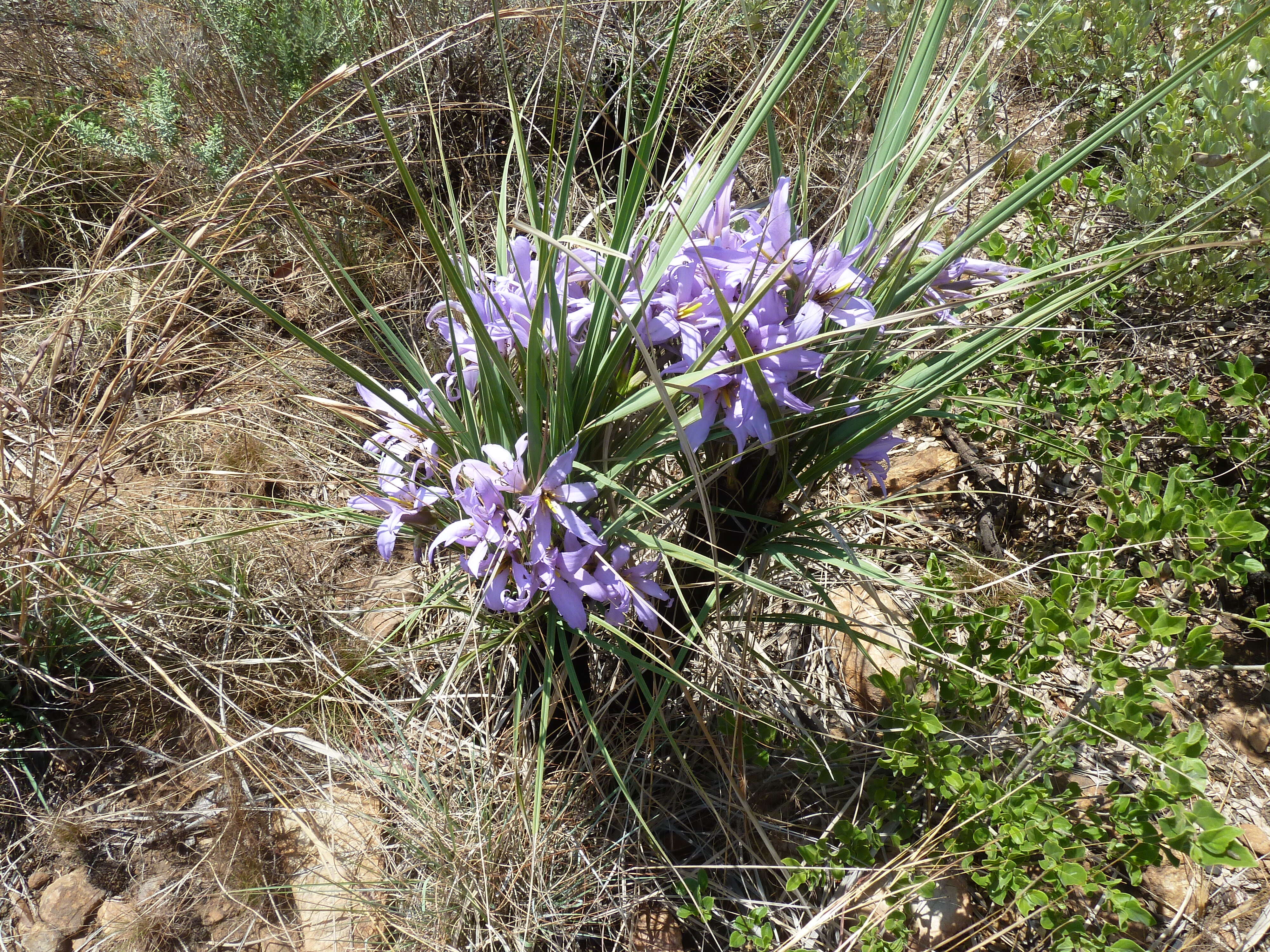 Image de Xerophyta retinervis Baker