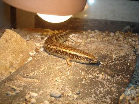 Image of Ocellated Bronze Skink