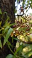 Image de Prosthechea squalida (Lex.) Soto Arenas & Salazar