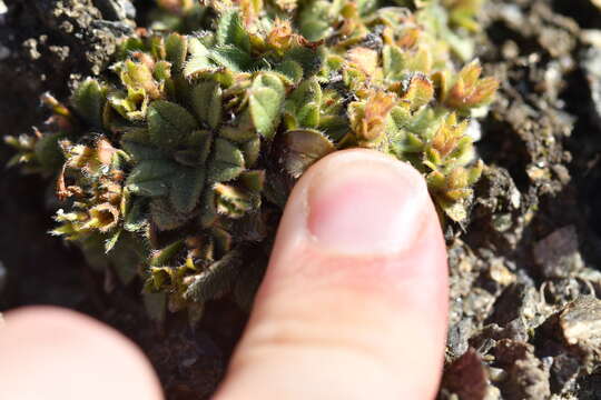 Imagem de Myosotis lyallii subsp. elderi (L. B. Moore) Meudt & Prebble