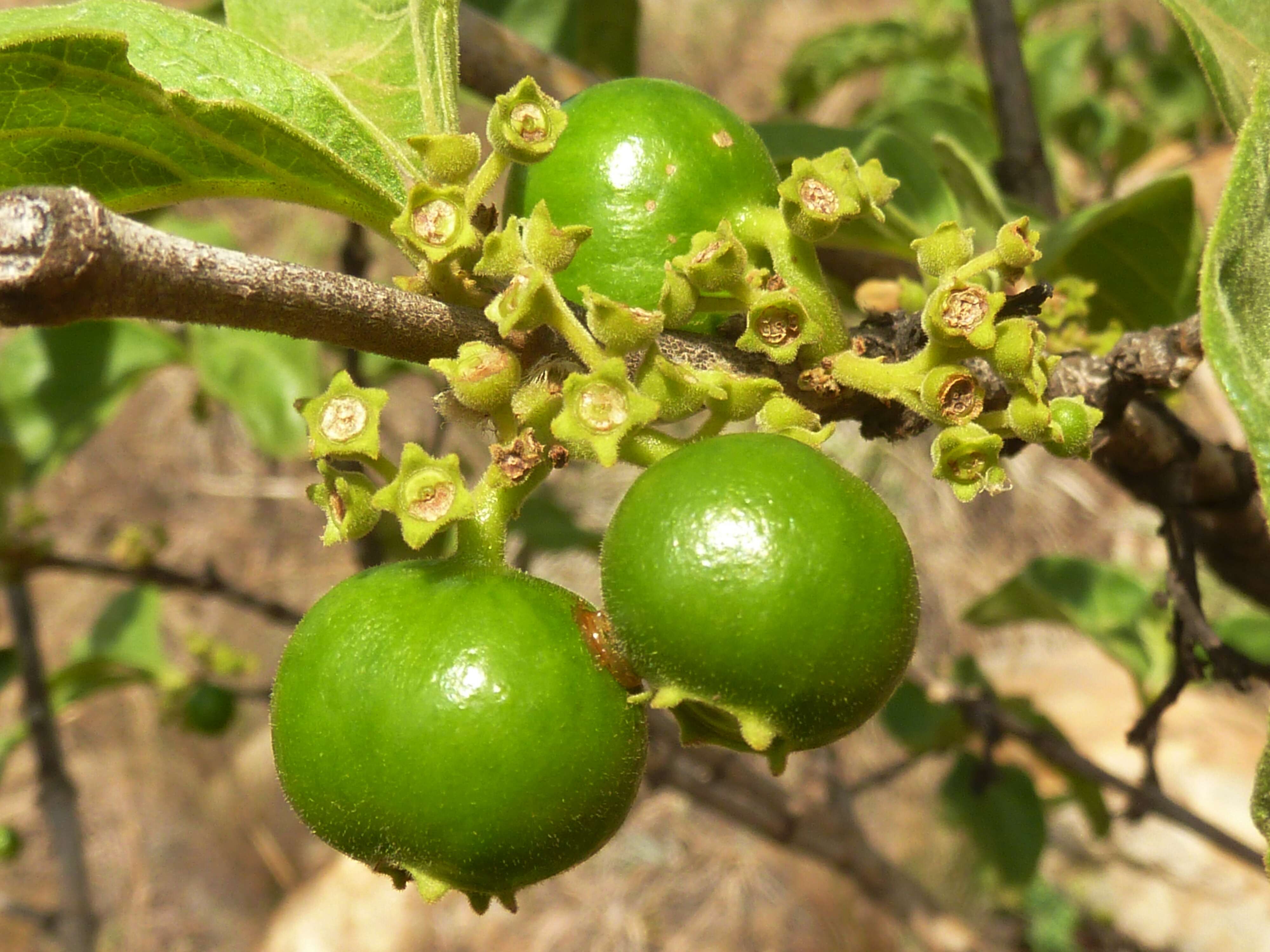 Image of Vangueria infausta Burch.