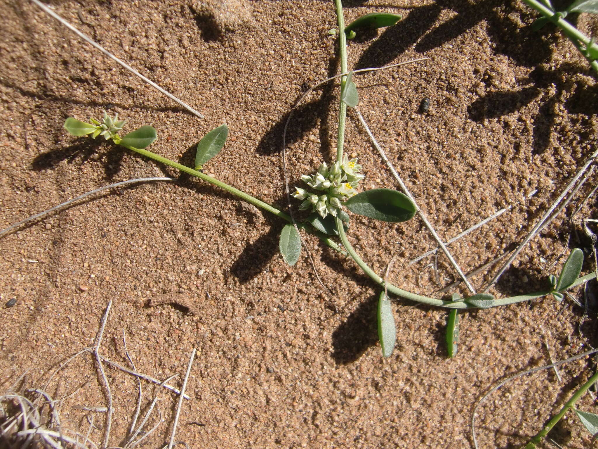 Image of Limeum telephioides E. Mey. ex Fenzl